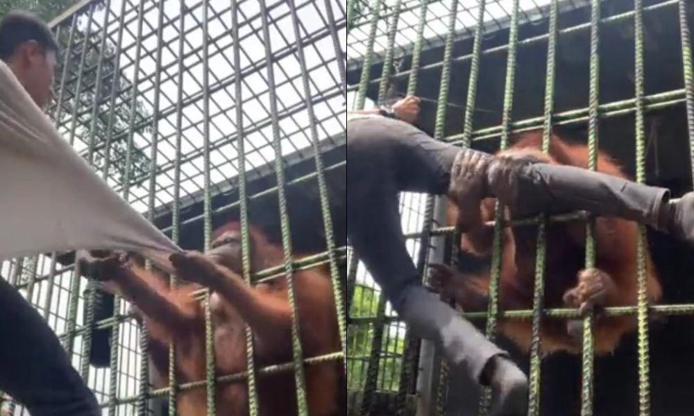 Homem provoca orangotango enjaulado e acaba preso na grade pelo animal; veja vídeo