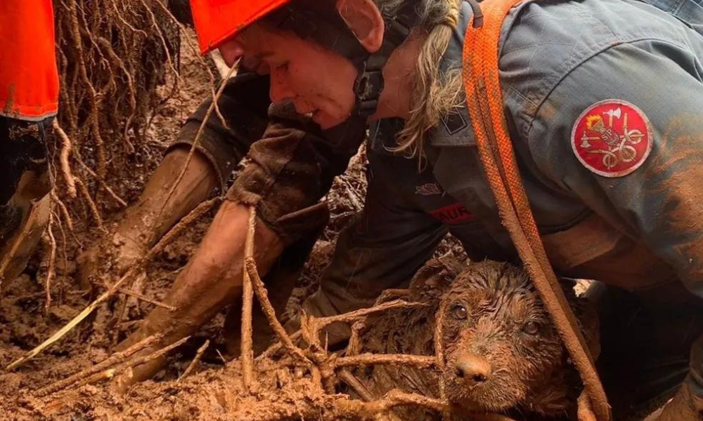 Cachorro é resgatado pelo Corpo de Bombeiros após ficar soterrado em Campos do Jordão