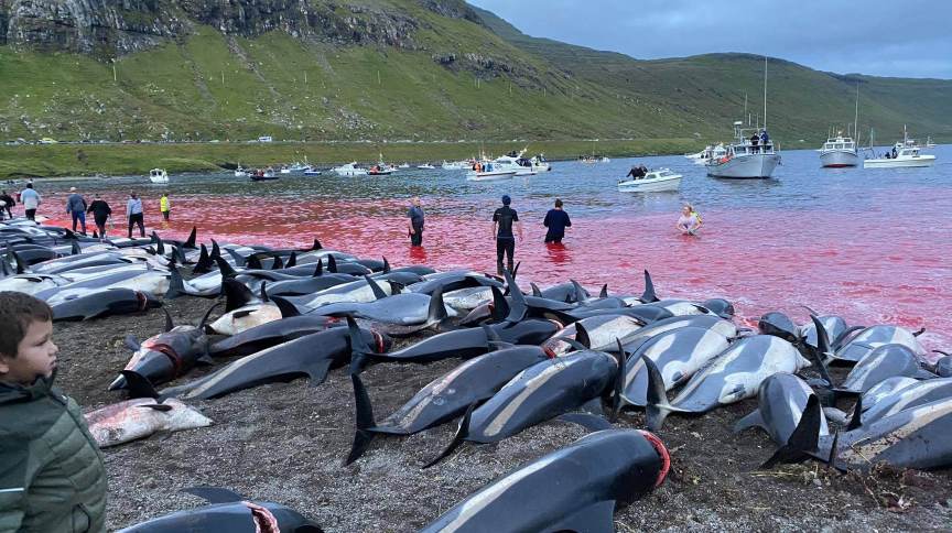 Após mortes de 1,4 mil golfinhos gerarem revolta, Ilhas Faroe prometem rever regulação de caça