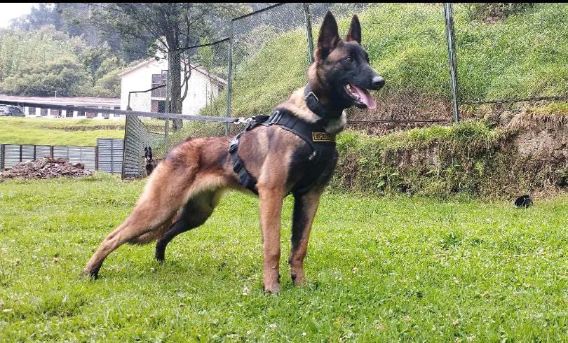 Operação cão Wilson: militares colombianos localizam pegadas frescas e acreditam que o animal está vivo