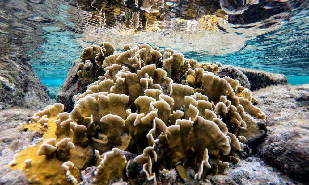 Oceanos estão sofrendo branqueamento massivo de corais em todo o mundo, aponta agência americana