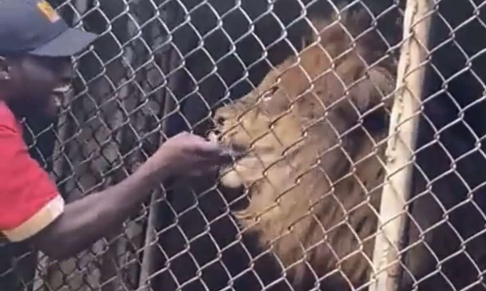 Homem perde dedo ao acariciar leão no zoológico da Jamaica