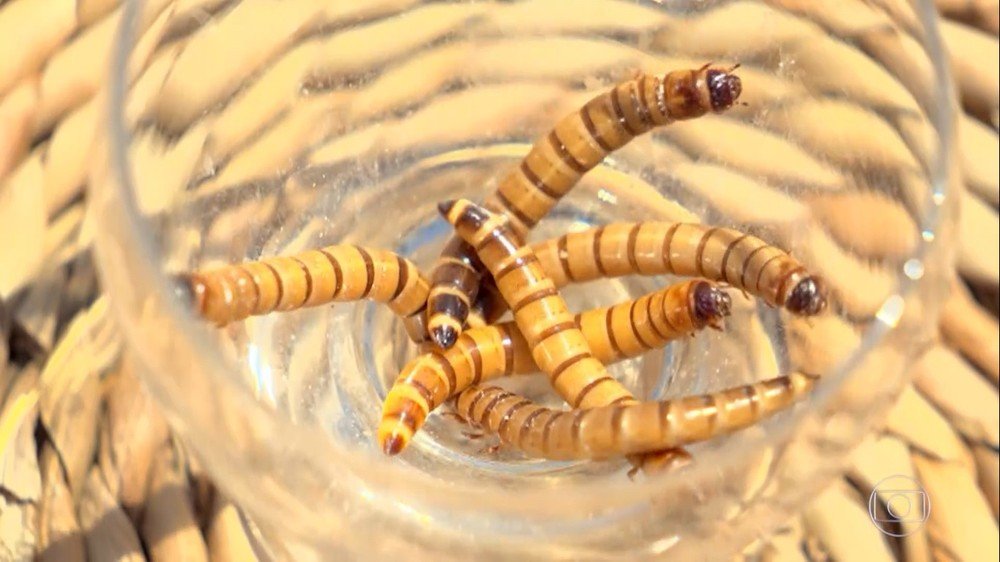‘No Limite’: Prova da comida tem larvas de besouro, barata e olho de cabra