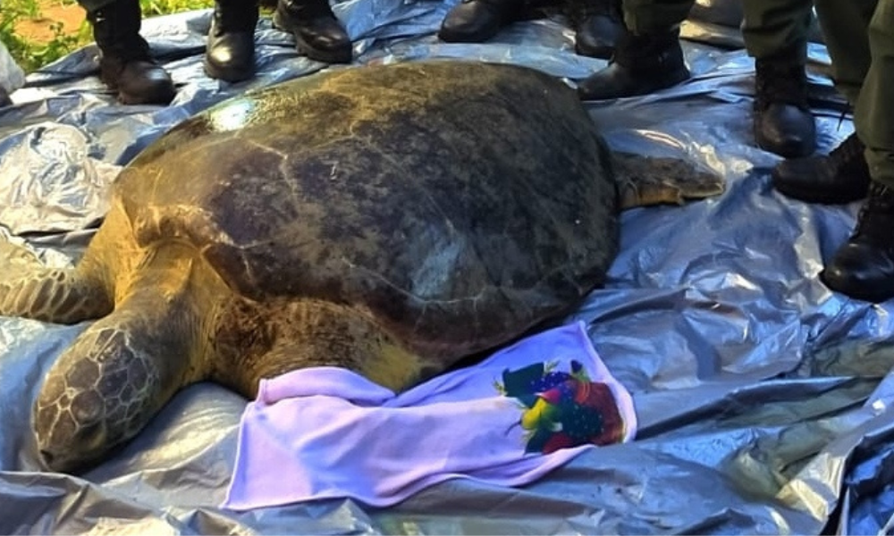 Tartaruga-marinha ferida é resgatada por policiais em praia do Ceará