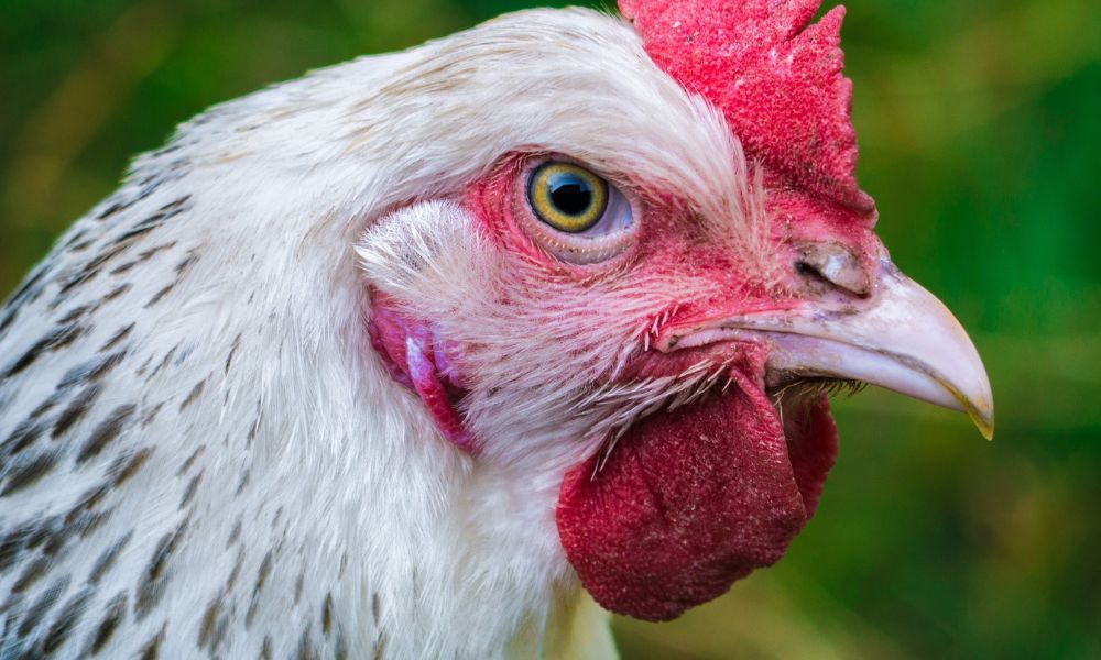 Homem é atacado por galinha na Irlanda e morre de arritmia cardíaca