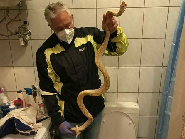 Homem é picado por cobra na virilha após sentar no vaso sanitário na Áustria