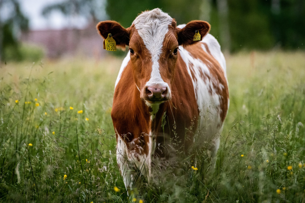 Governo do Pará confirma caso de ‘vaca louca’ e diz que caso é atípico