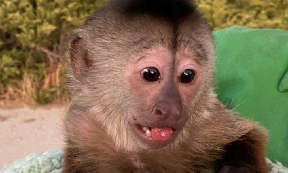 Macaco pega celular do zoológico e liga para a polícia dos EUA