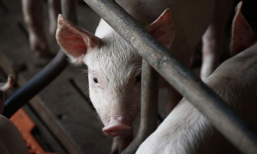 Açougueiro tenta abater porco e é morto pelo animal em matadouro de Hong Kong