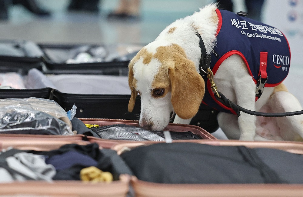 Corea do Sul utiliza cachorro para rastrear possíveis percevejos em bagagens vindo da França