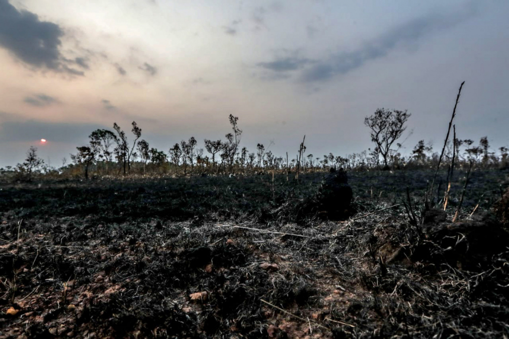 Dos 9 estados da Amazônia Legal, sete registram aumento da área desmatada em um ano