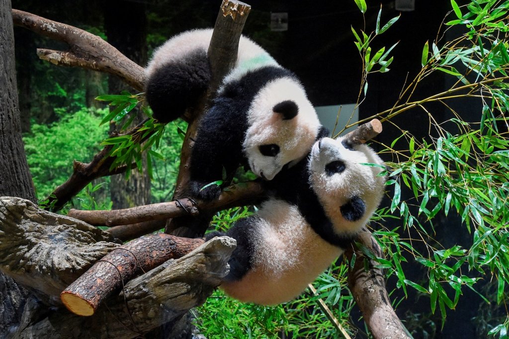 Primeira aparição de pandas gêmeos nascidos no zoológico de Tóquio é comemorada