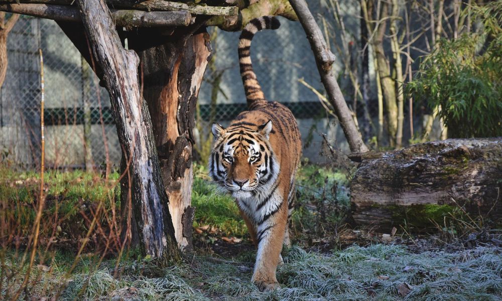 Indiana luta com tigre para salvar bebê das garras do animal